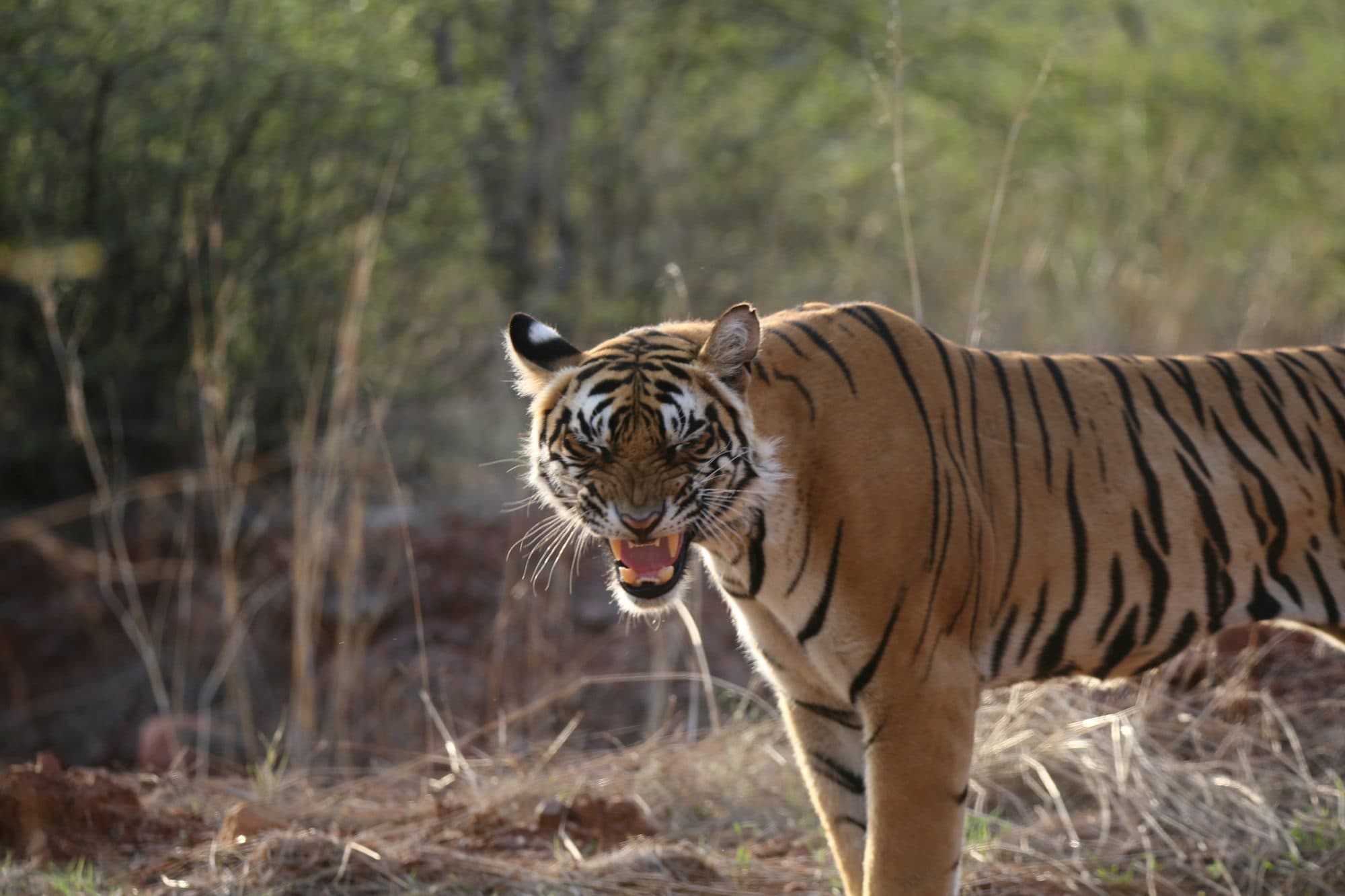 Bengal tiger in Ranthambore National Park, Rajasthan